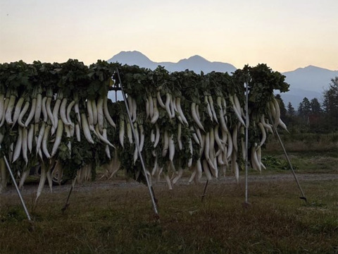 新潟県産　手作り大根漬け　400g[200g×2]　たくあん 沢庵　酢漬け　(856)