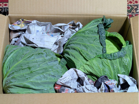 渥美半島 やわらか新鮮春キャベツ 【２玉】