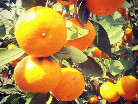 大津4号10キロ【高糖度】自宅用に　濃厚で甘く美味しいミカン