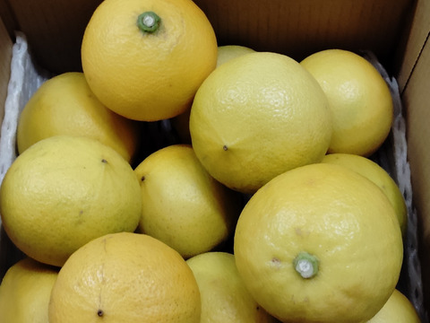 【愛知県産】心奪われる香り　温室ベルガモット（果皮：黄緑色～）　ご自宅用　2㎏