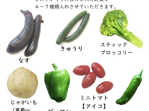 おまかせ採れたて新鮮な夏野菜のセット　4〜6品目