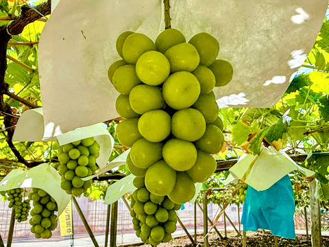 希少品種！富士の輝１房＋シャインマスカット１房
発送予定：9月12日～9月18日