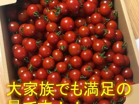 トマト好きが、恋をする。　3000ｇ　金赤トマト　ﾐﾆﾄﾏﾄ