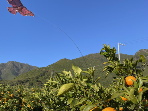 【お買い得】ジューシーかつ濃厚なはるみ（約10kg）訳あり品