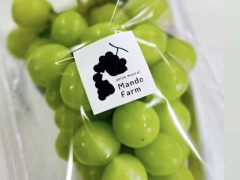 【先行予約】【 贈答用 】パリッと食感の高糖度タネ無しシャインマスカット！　1kg〜1.2kg  2房　/静岡市　 Mando Farm 直送　9月中旬〜10月発送