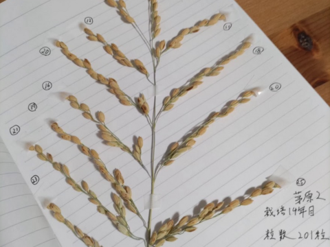 自然栽培米　一厘（いちりん）　Ｓ　玄米１０ｋｇ１袋