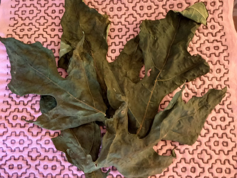 【健康気遣うあなたへ】"パパイヤの実　2kg（3~6個）& "パパイヤの葉っぱ　2枚"〜なんだこの木は？〜（天日干し出来る方限定 ）from 名水の里　神奈川県秦野市