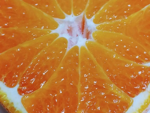 デコっと不知火【サイズ混合】5kg（箱込）