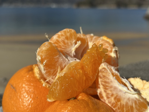 【予約】【訳ｱﾘ M-2Ｌｻｲｽﾞ 混載はるみ】🍊高糖度 果肉プリプリ♪甘みと香り豊かな はるみ 5kg【数量限定／果汁じゅわっ】短い旬に楽しむ特別柑橘！