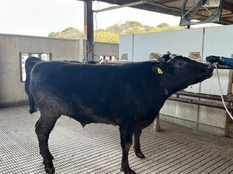 島根県産和牛　知夫里島　Ａ－２　ロース角切り　　　　　　　　　　　　　５００ｇ