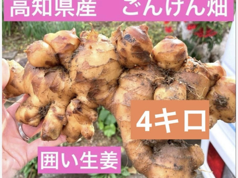高知県産 ごんげん畑の[囲い生姜]4キロ：高知県産のその他薬味
