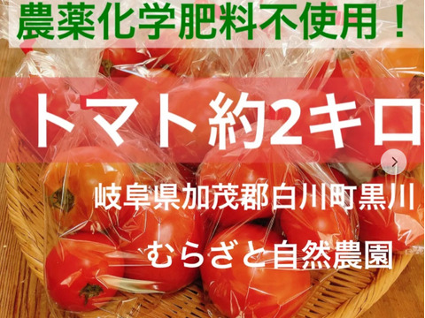 ぜひ一度！！冷蔵便【むらざと自然農園】トマト約2キロ　岐阜県加茂郡白川町黒川　大人気トマトを箱詰め　栽培期間中農薬化学肥料不使用