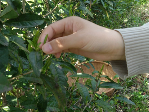 瓶原銀針 みかのはらぎんしん やぶきた Mikanohara Silver needle　農薬・肥料不使用 加茂自然農園のお茶