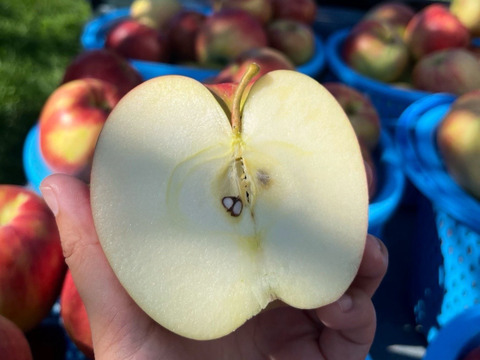 綺麗な葉とらずサンつがる 3キロ箱 7～11玉 長野県産