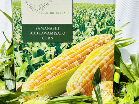 予約開始いたします！！【2L(400g以上)12本入り】とうもろこし農家が本気で作った甘々娘！！【夏ギフト】