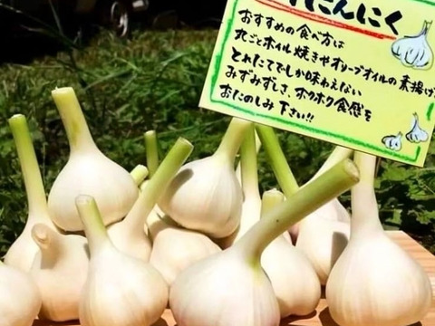 《新鮮でみずみずしい‼︎》農薬科学肥料不使用✴︎採れたてにんにく1kg ✴︎