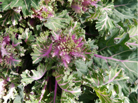 農薬化学肥料不使用 プチヴェールの花芽入り野菜セット ６ ８種類の野菜 熨斗 のし 応可 ８０サイズ箱 愛媛県産の野菜 食べチョク 産地直送 産直 お取り寄せ通販 農家 漁師から旬の食材を直送