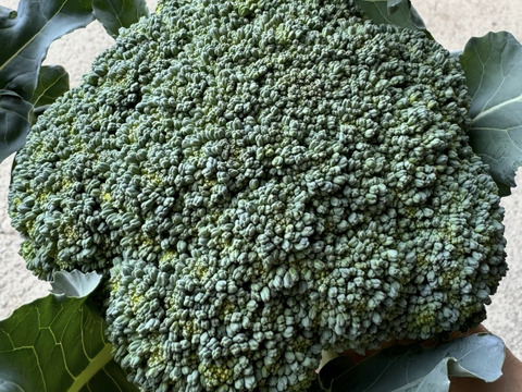 27日金曜日発送‼️新鮮お野菜セット✨