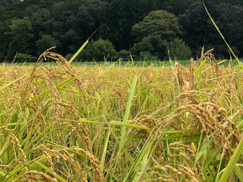 ❣️超特別栽培令和6年産米2kg×2 極大粒“米王”‼️甘くてモチモチ、香りの良い能勢天神米「いのちの一粒」（品種名:いのちの壱）白米。《2kg真空パック×2》保存クリップ付き❗️