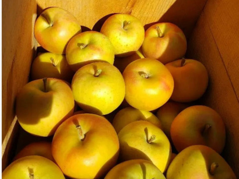 今がチャンス❗１kg増量で６kg規格
今が旬♪
高糖度、甘さ、シャキシャキ食感♪
甘いりんごが好きな方にはコレ！
完熟トキ　　家庭用６kg