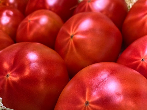 ★平均糖度10.5度！★完熟★高糖度★名水育ち★究極のフルーツトマト「海部川のしずく」1.3kg(9〜18個)　品種は驚きの桃太郎！