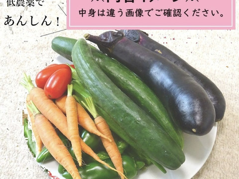 おまかせ採れたて新鮮な夏野菜のセット　4〜6品目