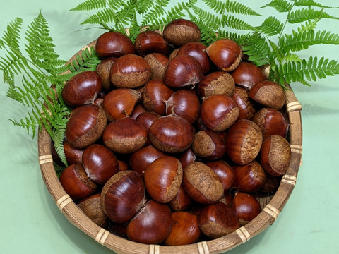 数量限定！ブランド笠間の栗 800ｇ　ビックな旨い栗をお届けします