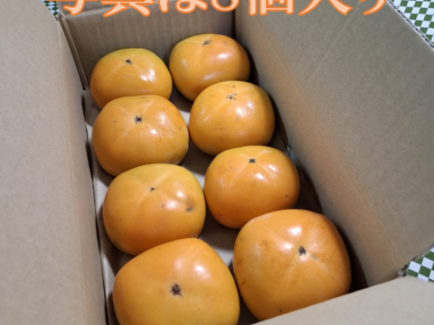 秋来る　たねなし柿（箱込み２kg以内・８～ １０個入り）※ご家庭用