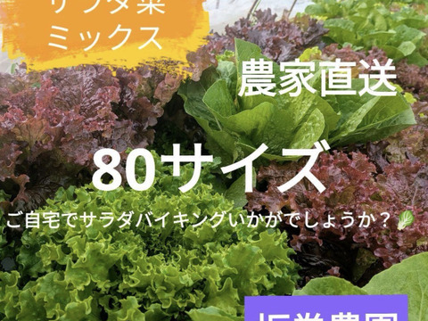 農家直送 サラダ菜ミックス　80サイズの箱いっぱい