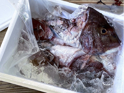 長崎市フルーツ魚　ゆうこう真鯛　1.3～1.5キロサイズ　　3枚卸し済み熨斗付き可