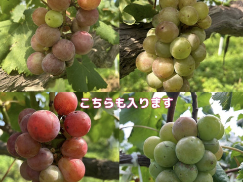 ク①■栽培調整品■【赤ブドウ・ クイーンニーナ】6房入り箱　家庭用　限定5箱