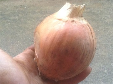 【あと１０箱！訳あり品】パッチファームの玉ねぎ５ｋｇ