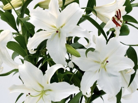 女王の名にふさわしい風格と気品「カサブランカ」セット【熨斗対応可】