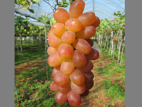 お得なご家庭用　シャインマスカット＆ヌーベルローズ　2㎏