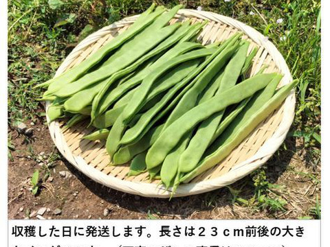 キュウリとインゲンのセット（12本/700ｇ）