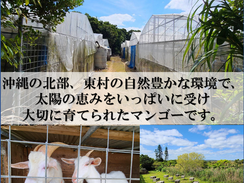 【これから時期突入！】希少品種 濃厚な甘みで滑らかな口当たりのキーツマンゴー　約1㎏ 8月後半以降発送