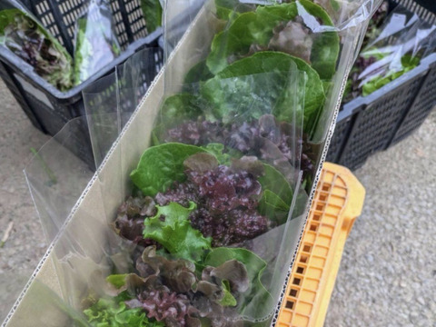 農家直送 サラダ菜ミックス　80サイズの箱いっぱい