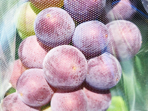 【ぶどうセット】岡山県産3色おいしいぶどう詰め合わせ！ピオ/ドルチェ/シャイン（約1.5-2kg、3～4房）