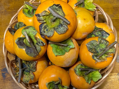 干し柿用 柿のれん 柿クリップ 1ロール 中〜大玉用 たくさん干したい方