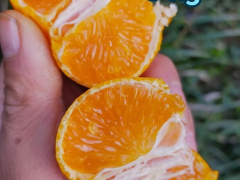 最高みかん【小玉】5 kg（箱込）