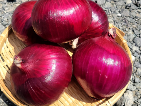 【旬の上州野菜　夏！】お試しサイズ（3~5品目）梱包まで丁寧に 　※とうもろこし・赤玉ねぎは現在売切れです。