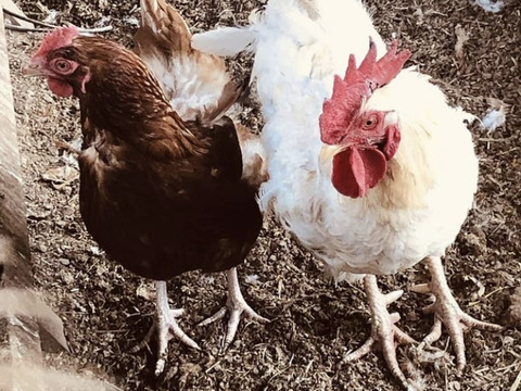 国産発酵飼料を食べている鶏達の卵30個