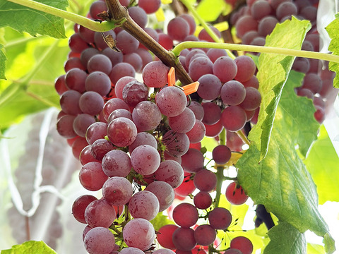 甘く種なし！岡山県産種なしデラウェア（約800g、6～9房）化学肥料不使用