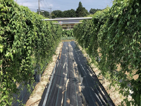 ★訳あり★自然薯予約2〜4本入り★計1kg