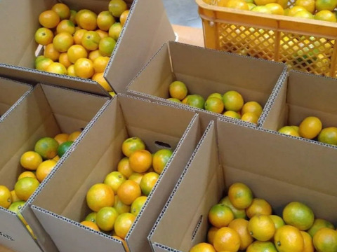 有田みかん【ゆら早生】小粒小玉　2Kg（箱込)