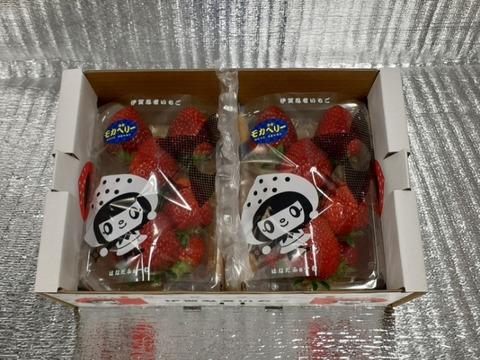 二箱 2パック×2 家庭用 いろいろなサイズ 『モカベリー』 完熟いちご 苺 果物