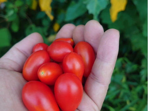 【本当にミニトマトなの？！】新品種『わにつかトマト こくあまプレミアム』【1.2kg】はじけるジューシーな味わい