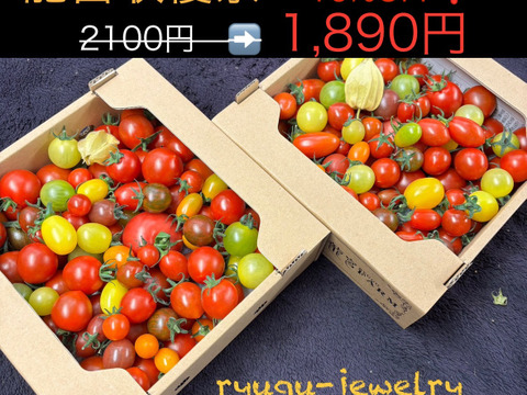 まるでトマトの宝石箱やぁ♪　思わずにっこり、龍宮ジュエリー（2.0ｋｇ）【トマト食べ比べ】