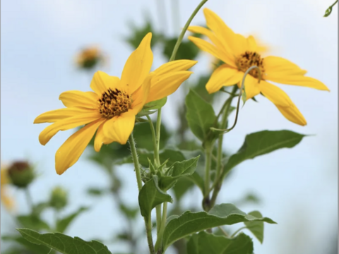 生活習慣病の予防に！ノンカフェイン！　完全オーガニック　菊芋麦茶 5g×12包入り ２袋セット【送料無料】