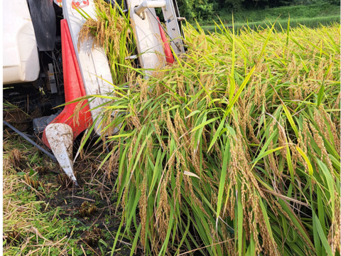 【令和6年産－新潟・とちお産コシヒカリ】豊かな山の湧水で育てたお米（精米2kgポリ袋／農家直送・送料相当分値引き中）／箱込み総重量／お試し米